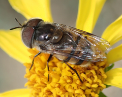 Copestylum fornax
