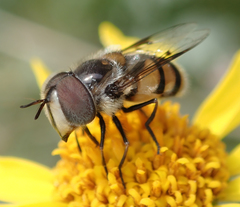 Copestylum fornax