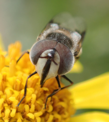 Copestylum fornax