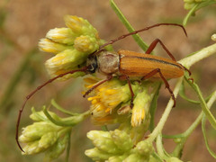 Crossidius suturalis