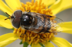 Copestylum fornax