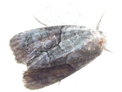 Bryophila granitalis