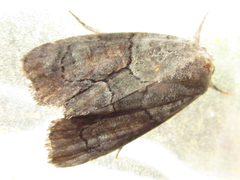 Bryophila granitalis