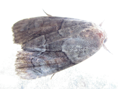 Bryophila granitalis