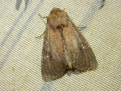 Apamea scoparia