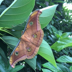 Antheraea paphia