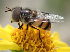 Copestylum fornax