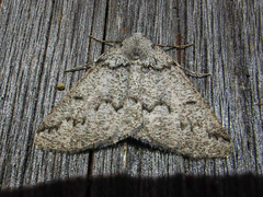 Sabulodes packardata