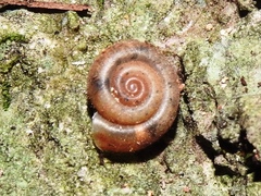 Averellia coactiliata