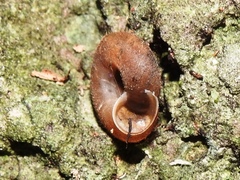 Averellia coactiliata