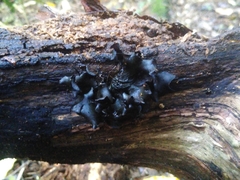 Cordieritidaceae