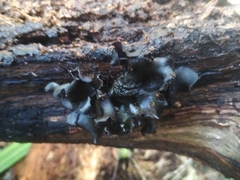 Cordieritidaceae