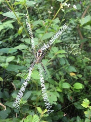 Argiope aemula