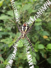 Argiope aemula