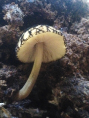 Pluteus readiarum