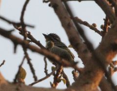 Pogoniulus chrysoconus