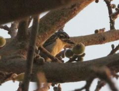 Pogoniulus chrysoconus