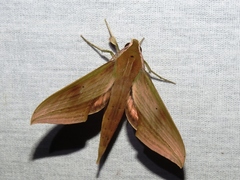 Xylophanes libya