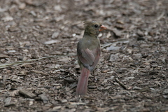Cardinalis cardinalis