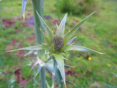 Eryngium alternatum