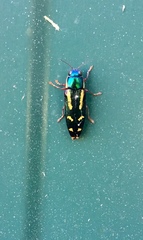 Buprestis rufipes