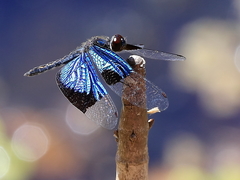 Rhyothemis resplendens