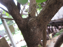 Eleutherococcus sessiliflorus