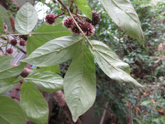 Eleutherococcus sessiliflorus