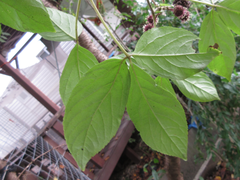 Eleutherococcus sessiliflorus