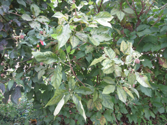 Eleutherococcus sessiliflorus