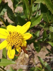 Flourensia thurifera