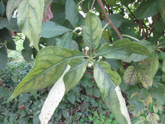 Eleutherococcus sessiliflorus