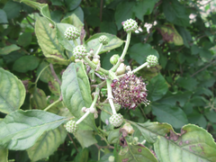 Eleutherococcus sessiliflorus