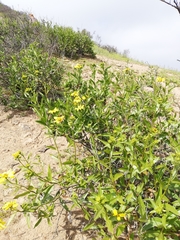 Flourensia thurifera