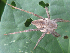 Dolomedes sulfureus