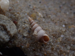 Zeacumantus plumbeus