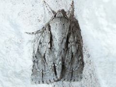 Acronicta texana