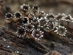 Diderma subasteroides