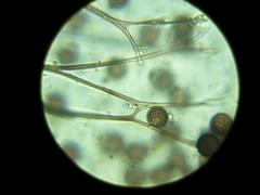 Diderma subasteroides