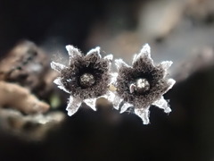 Diderma subasteroides