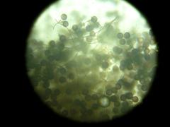 Diderma subasteroides