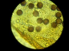 Diderma subasteroides