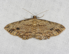 Xanthorhoe anaspila