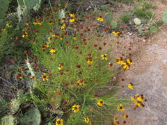 Helenium amarum badium