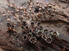 Diderma subasteroides