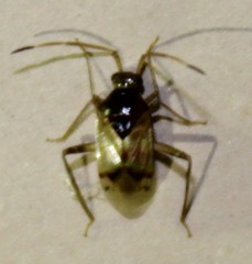 Eustictus