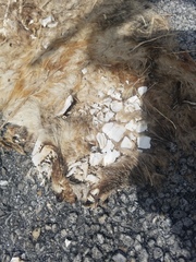 Urocyon cinereoargenteus image