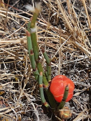 Ephedra rupestris