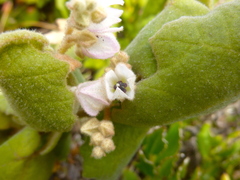 Lasiopetalum schulzenii