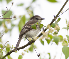 Myiophobus crypterythrus